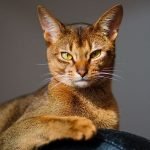 Abyssinian (Habeş) Kedisi