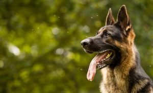 Alman Çoban Köpeği & Özellikleri