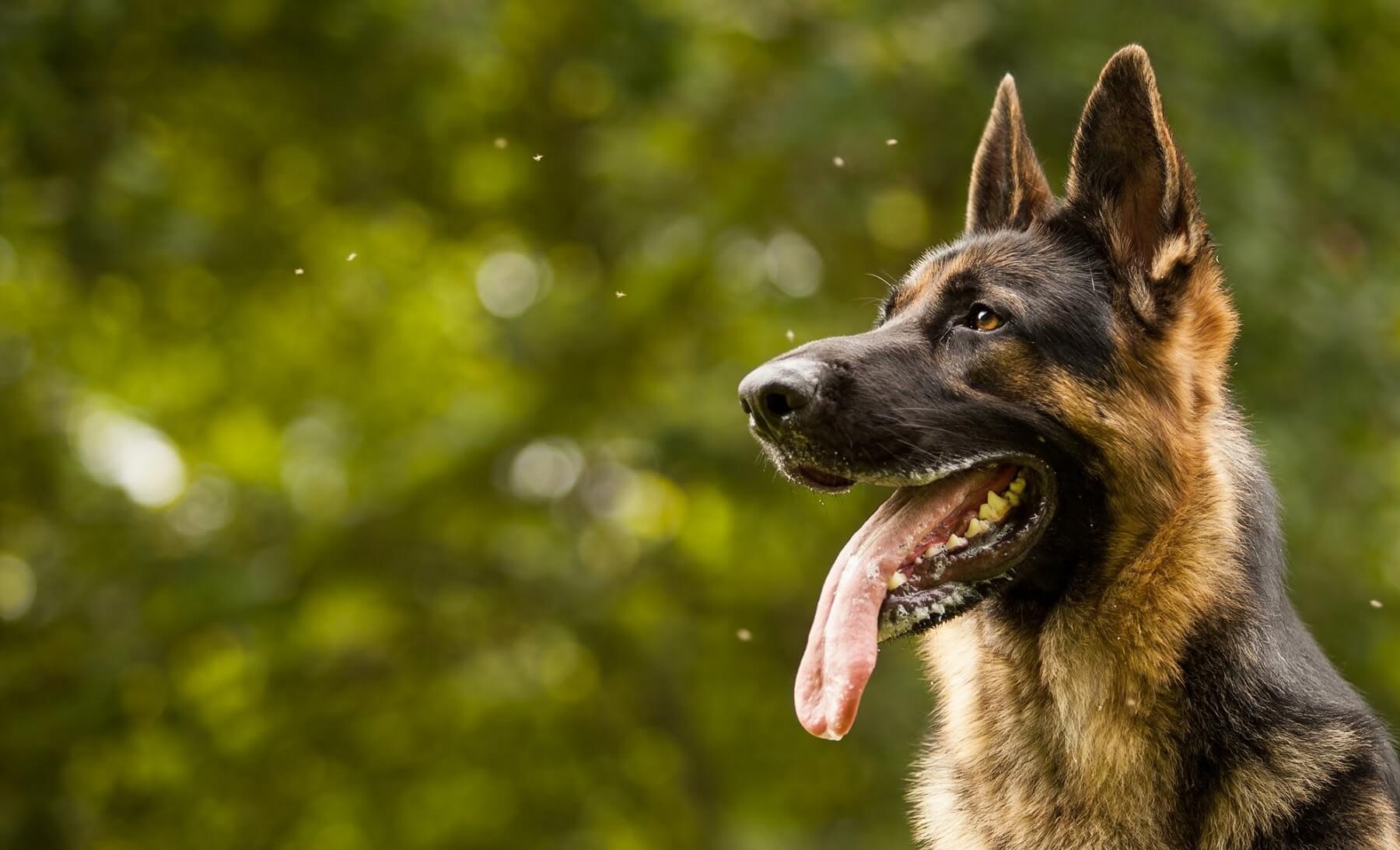 Alman Çoban Köpeği & Özellikleri
