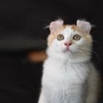 American Curl