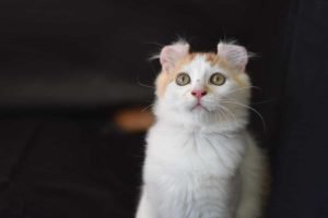 American Curl