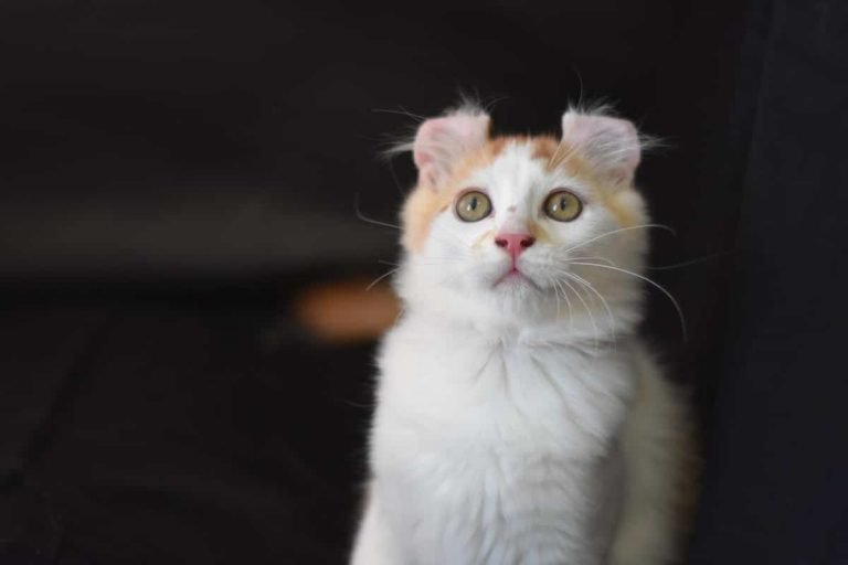 American Curl