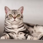 American Shorthair