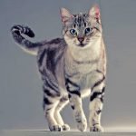 American Wirehair