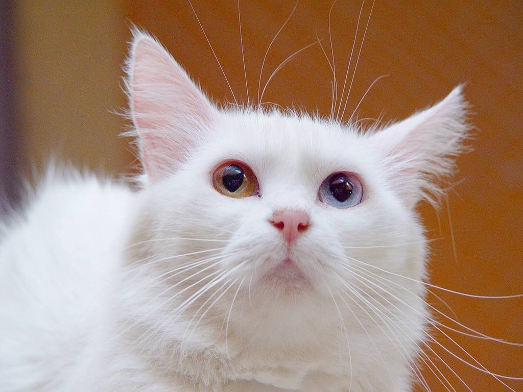 Ankara Kedisi