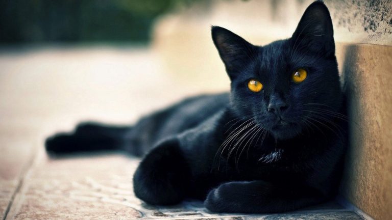 Son Dönemlerin En Popüler Kedi Türleri ve Özellikleri