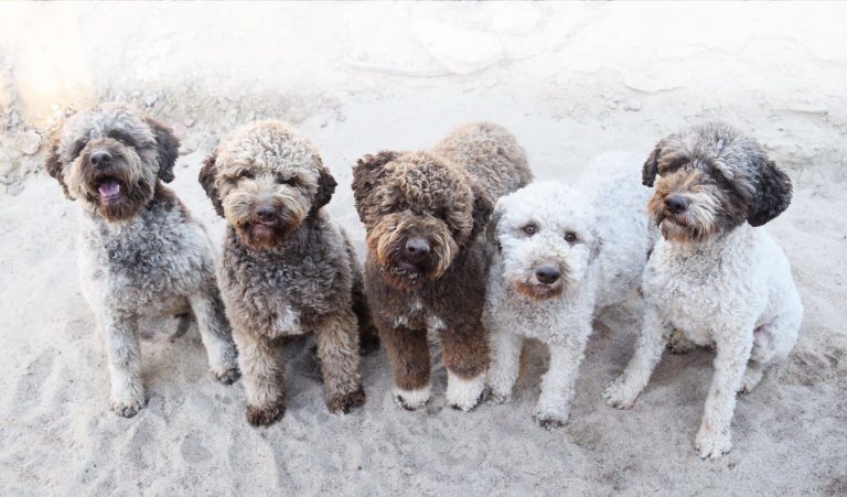 Fino Köpekleri & Özellikleri