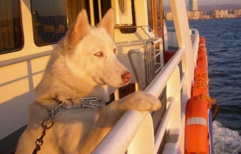 İstanbul Şehir Hatlarında Evcil Hayvanlar için Düzenleme