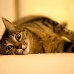Kedi Çiftleşmesi