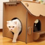 Kedi Evi