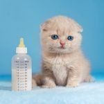 Kedi İsimleri
