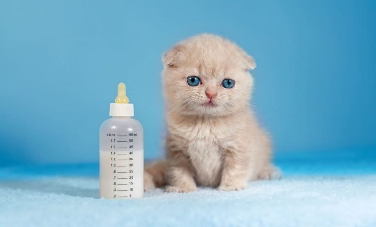 Kedi İsimleri