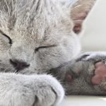 Kedi Kısırlaştırma