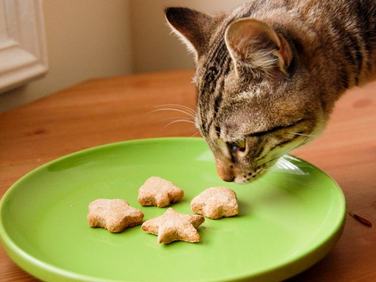 Kedi Maması Yapımı