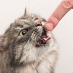 Kedi Tırmalaması