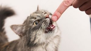 Kedi Tırmalaması & İlk Yardım