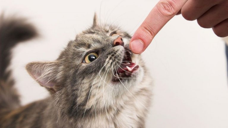 Kedi Tırmalaması & İlk Yardım