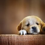 Köpek İsimleri