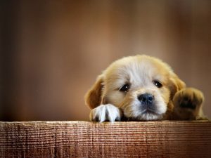 Köpek İsimleri