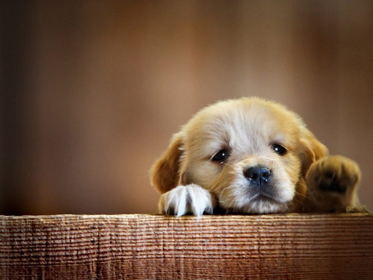 Köpek İsimleri