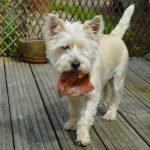 Köpek Neyle Beslenir