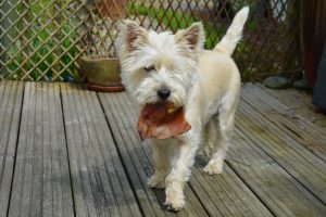 Köpek Neyle Beslenir