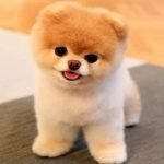 Köpek Türleri