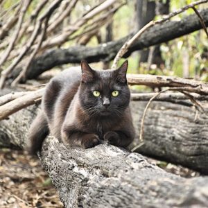 2,5 Senedir Avustralya’yı Gezen Maceracı Kedi ve İnsanı