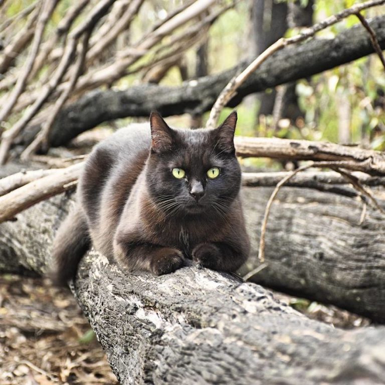2,5 Senedir Avustralya’yı Gezen Maceracı Kedi ve İnsanı
