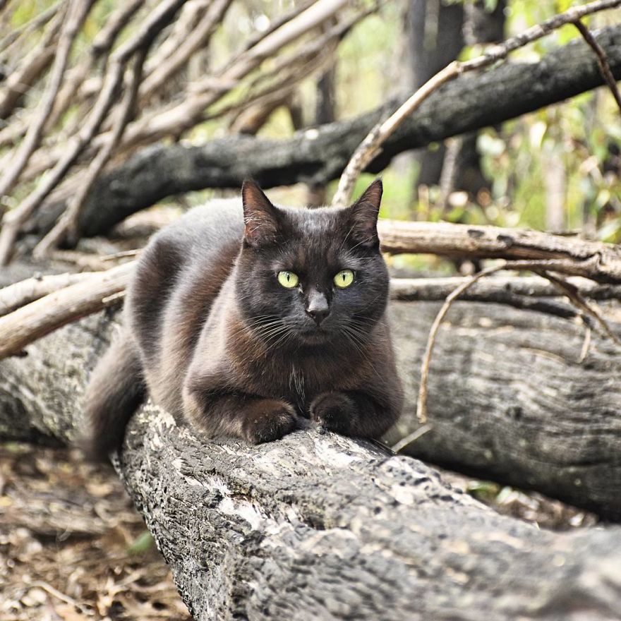 2,5 Senedir Avustralya’yı Gezen Maceracı Kedi ve İnsanı