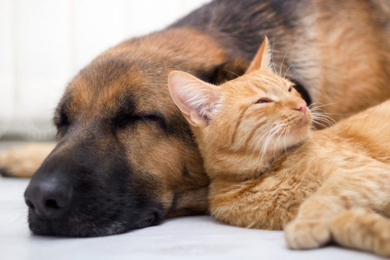 İstanbul’da 125 bin Kedi 225 bin Köpek Sahipsiz