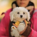 Süs Köpekleri