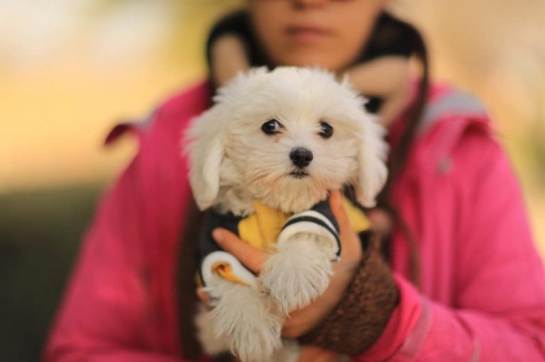 Süs Köpekleri