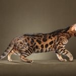 Bengal Kedisi