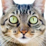 Brazilian Shorthair