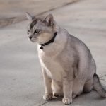 Burmilla