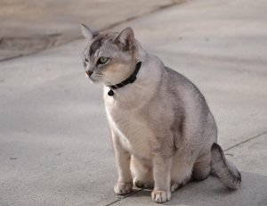 Burmilla