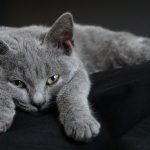 Chartreux Kedisi