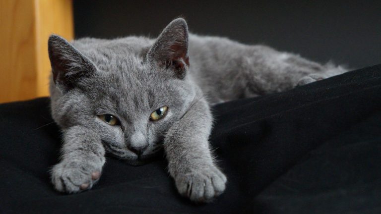 Chartreux