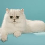 Chinchilla Kedisi
