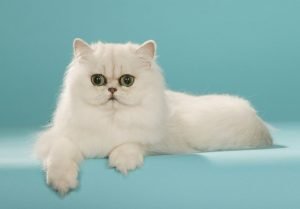 Chinchilla