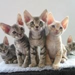 Devon Rex