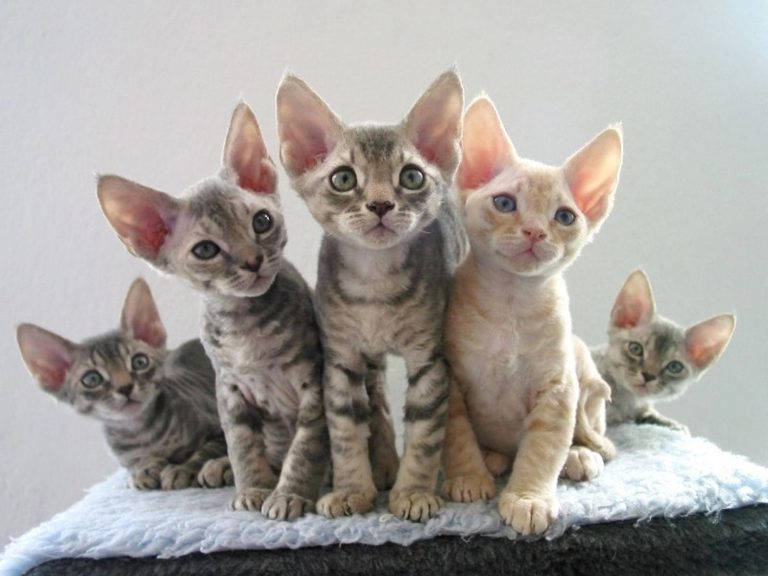 Devon Rex