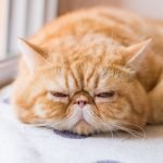 Exotic Shorthair