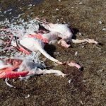 Akgöl'de flamingo katliamı!