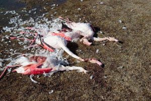Konya Akgöl Sazlığında Flamingo Katliamı
