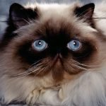 Himalayan Kedisi