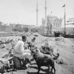 İstanbul'un Köpekleri - Ortaköy