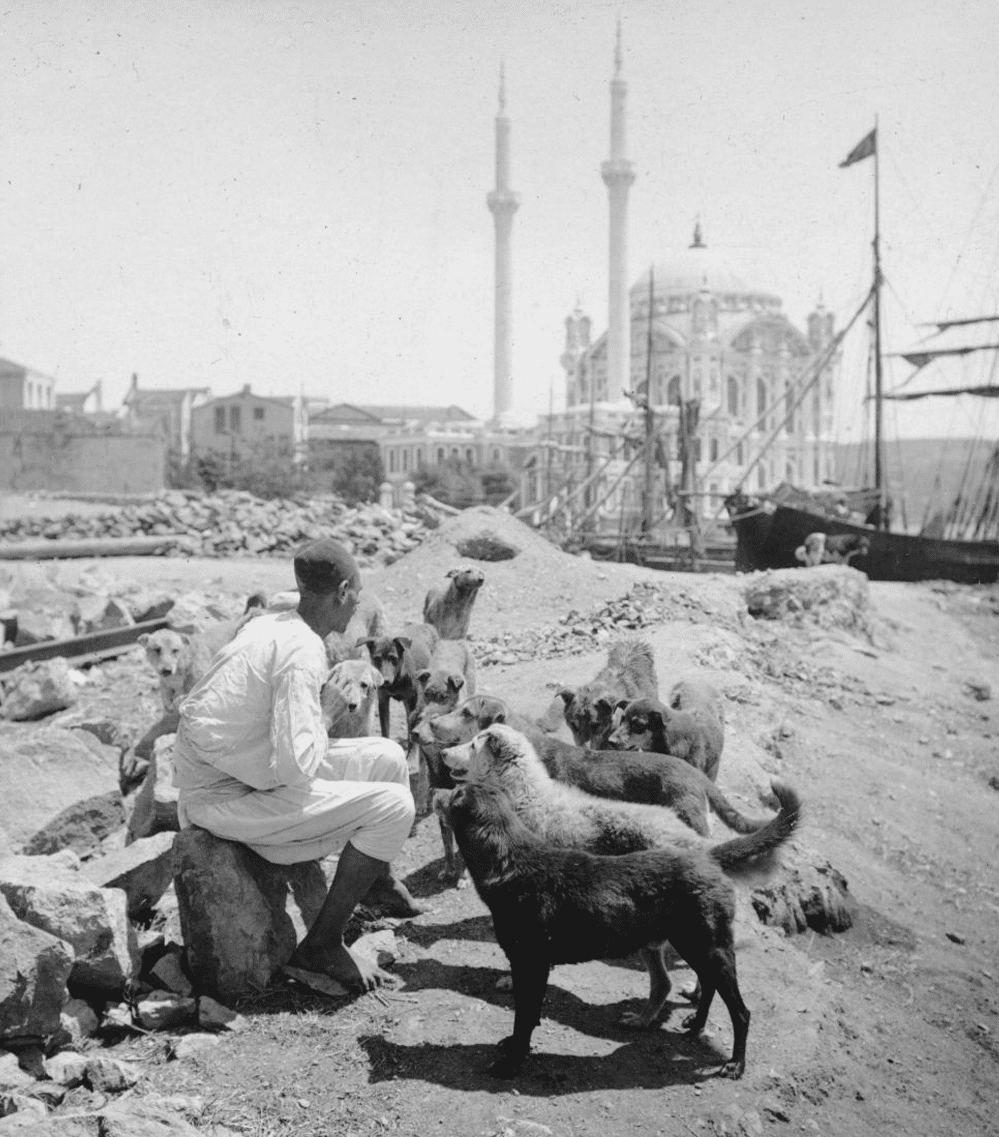 Ülkemizde Yaşanan En Korkunç Katliam: Hayırsız Ada