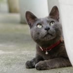 Korat Kedisi